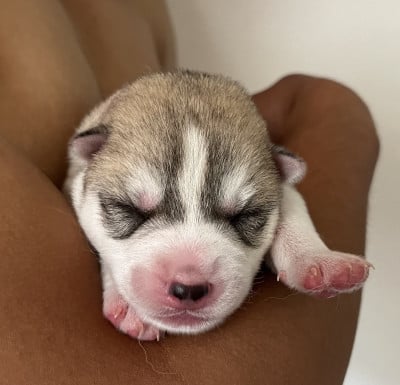 Les chiots de Siberian Husky