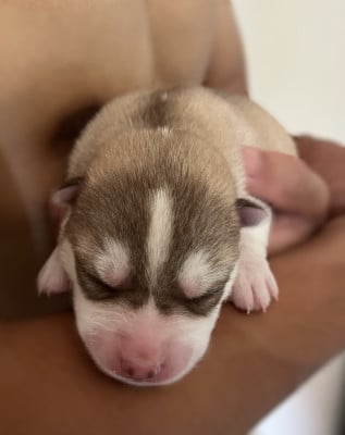 Les chiots de Siberian Husky