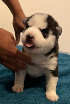 Les chiots de Siberian Husky