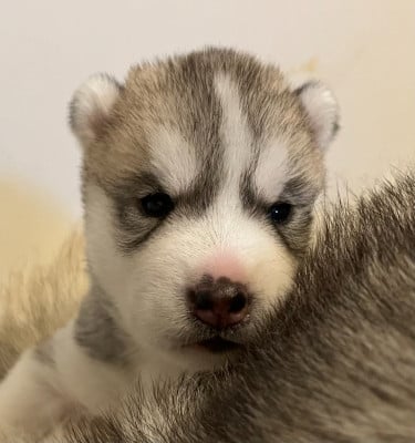 Les chiots de Siberian Husky