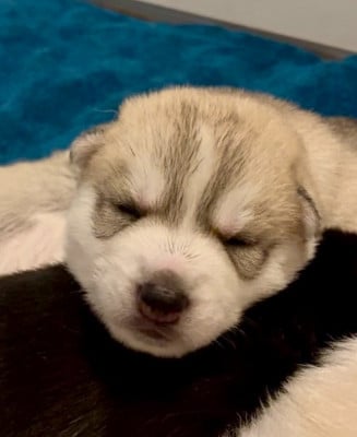 Les chiots de Siberian Husky