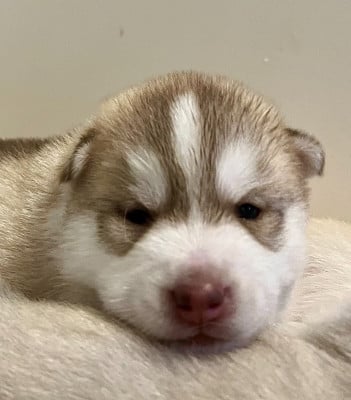 Les chiots de Siberian Husky