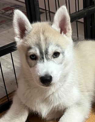 Les chiots de Siberian Husky