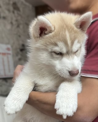 Les chiots de Siberian Husky