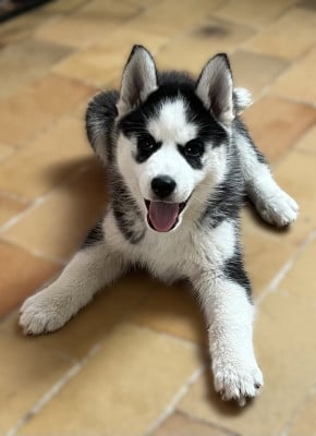Les chiots de Siberian Husky