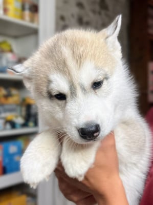 Les chiots de Siberian Husky