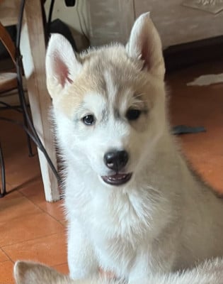 Les chiots de Siberian Husky
