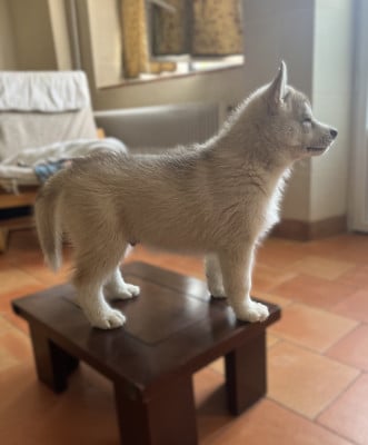 Les chiots de Siberian Husky
