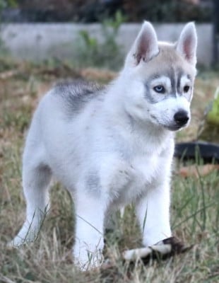 Les chiots de Siberian Husky