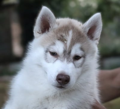 Les chiots de Siberian Husky