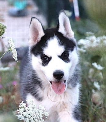 Les chiots de Siberian Husky