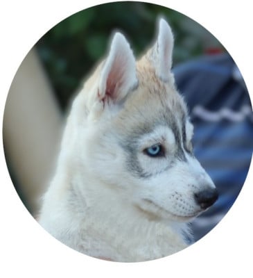 Les chiots de Siberian Husky