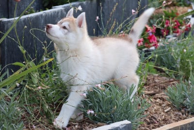 Les chiots de Siberian Husky