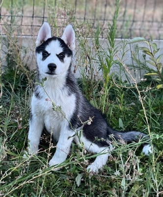 Les chiots de Siberian Husky