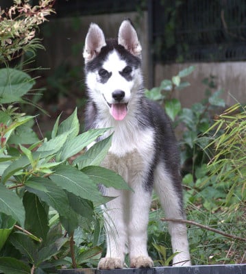 Les chiots de Siberian Husky