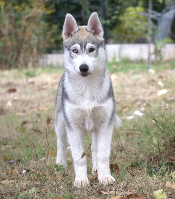 Les chiots de Siberian Husky