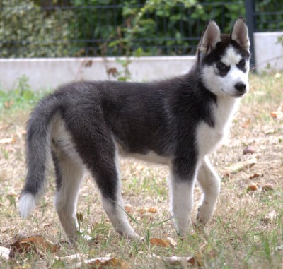 Les chiots de Siberian Husky