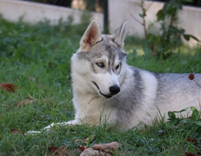 Les chiots de Siberian Husky