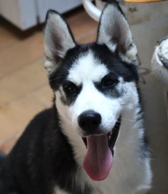 Les chiots de Siberian Husky
