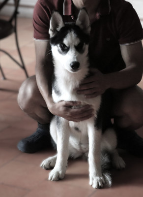 Les chiots de Siberian Husky