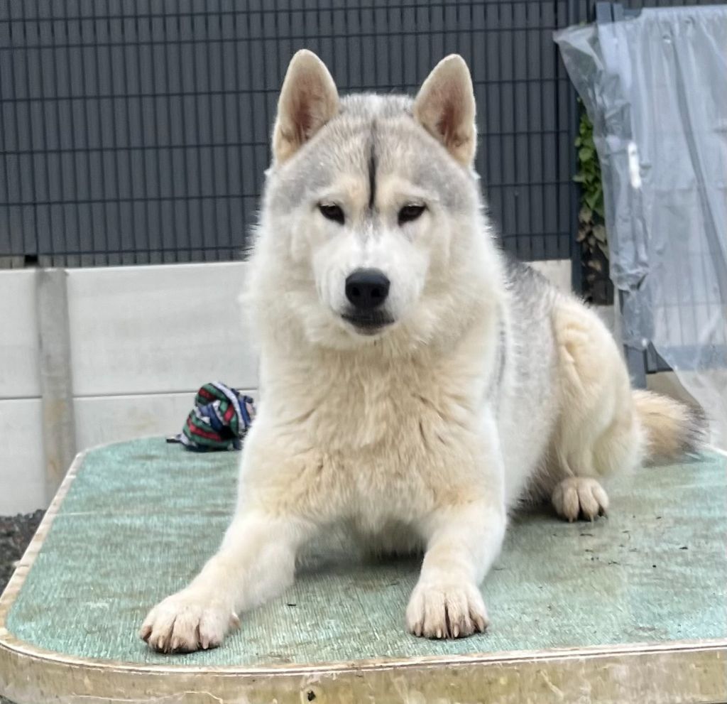 Addicted to you dit "APACHE"