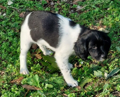 Chiots de race Epagneul Breton LOF à vendre en France