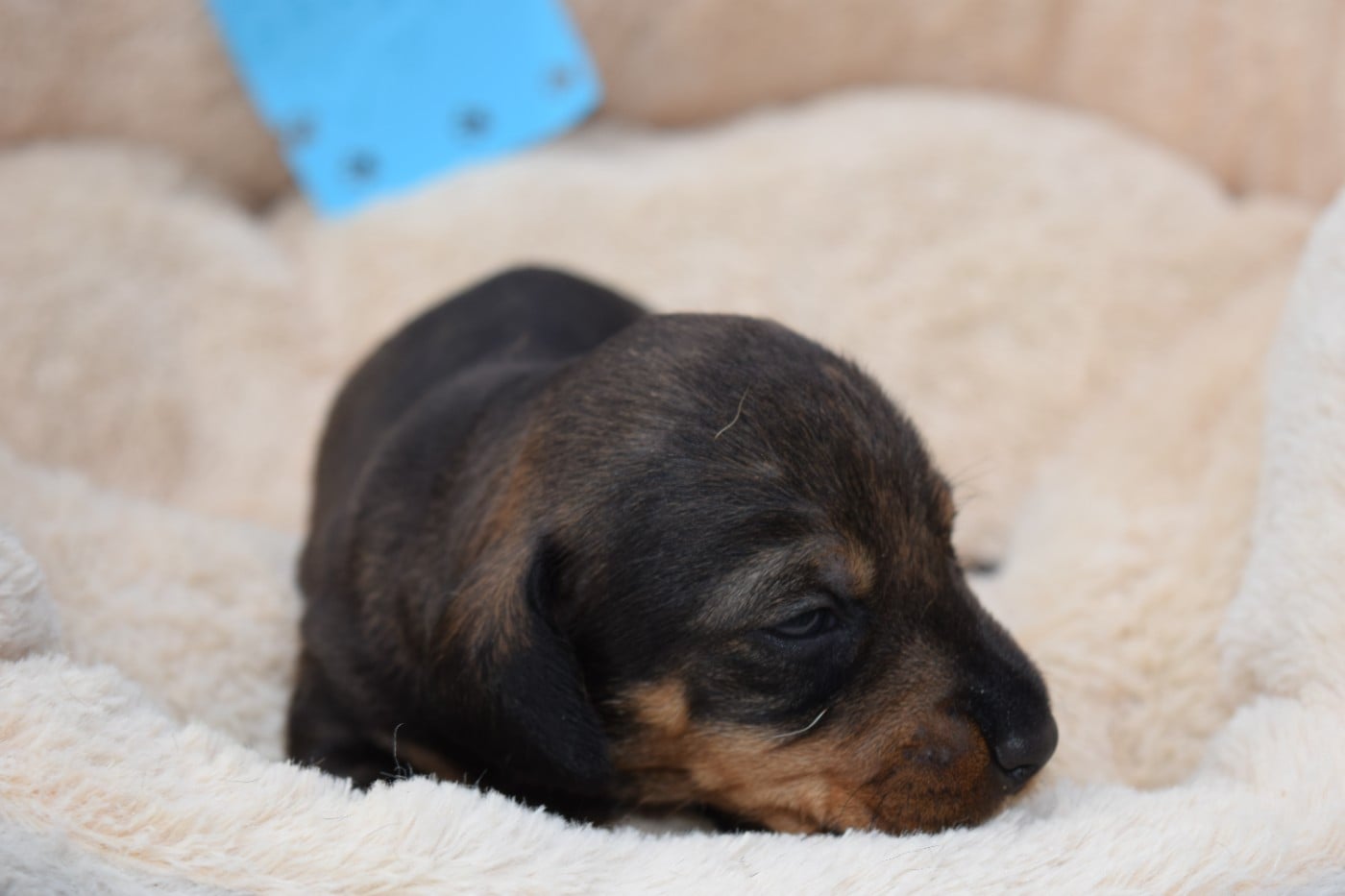 Chiot N°3