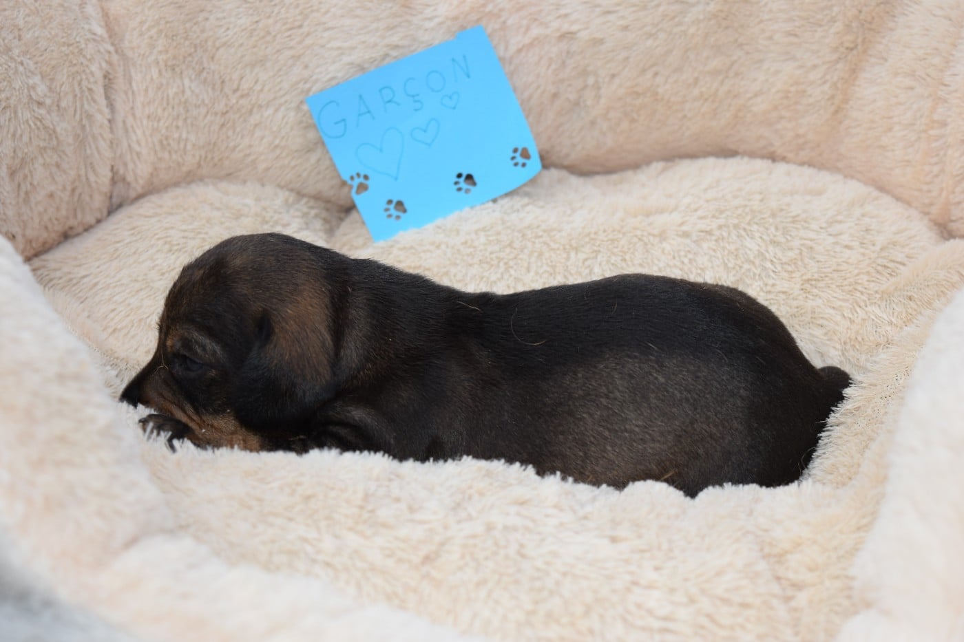 Chiot N°3