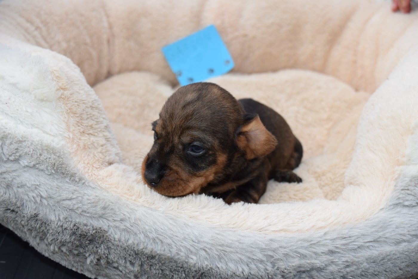 Chiot N°5