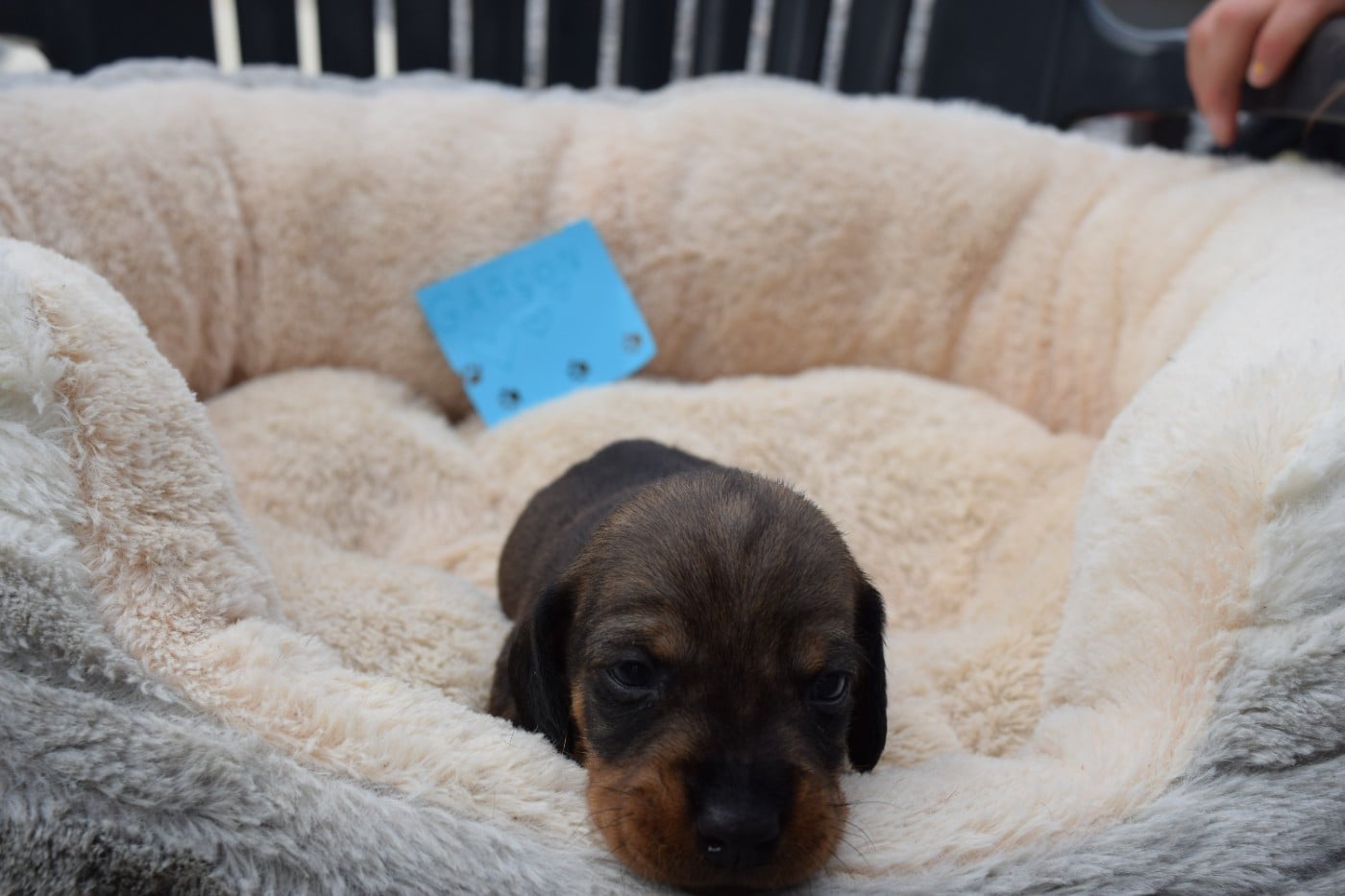 Chiot N°5
