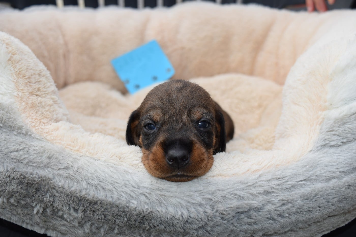 Chiot N°5