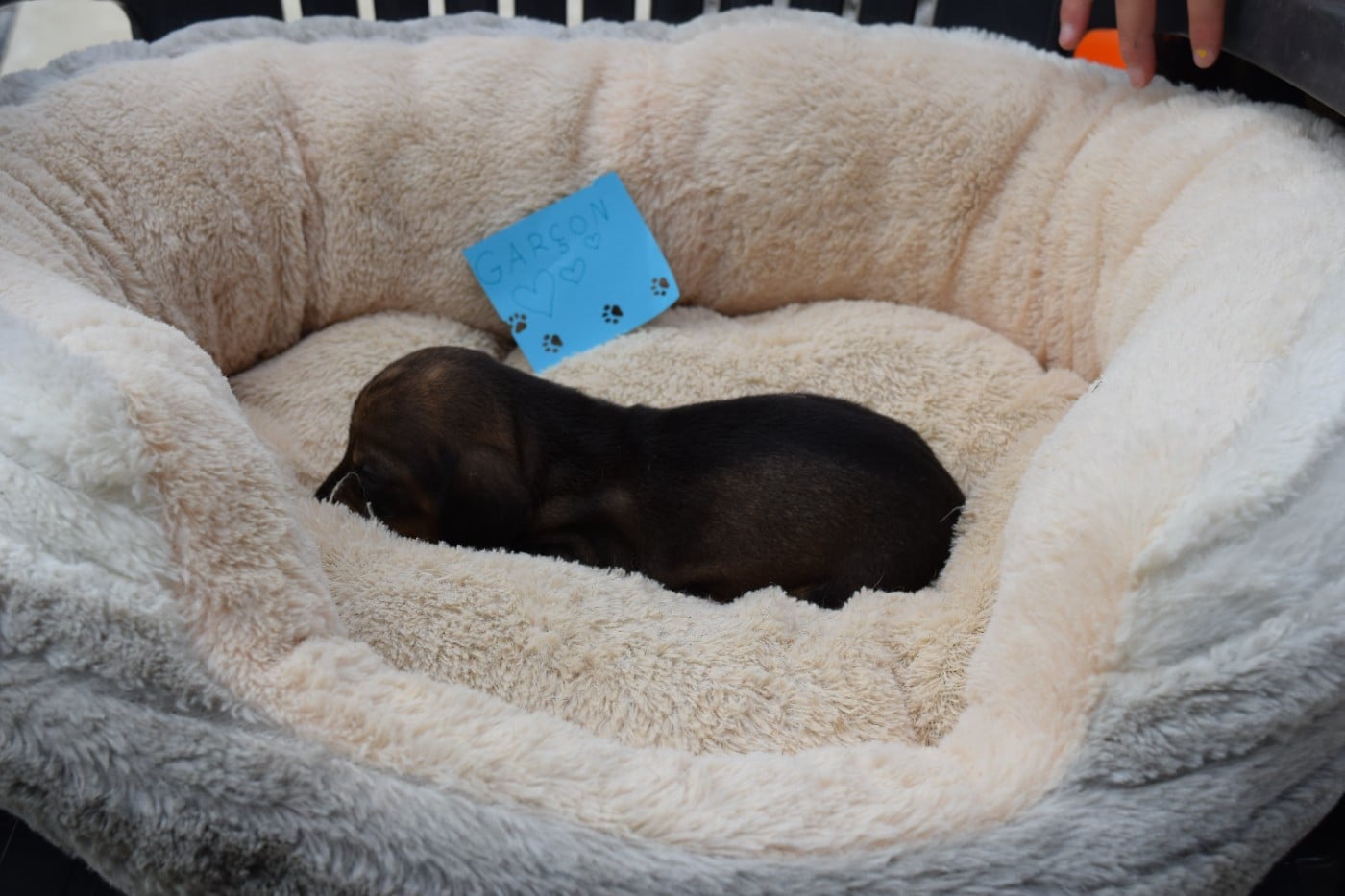 Chiot N°5
