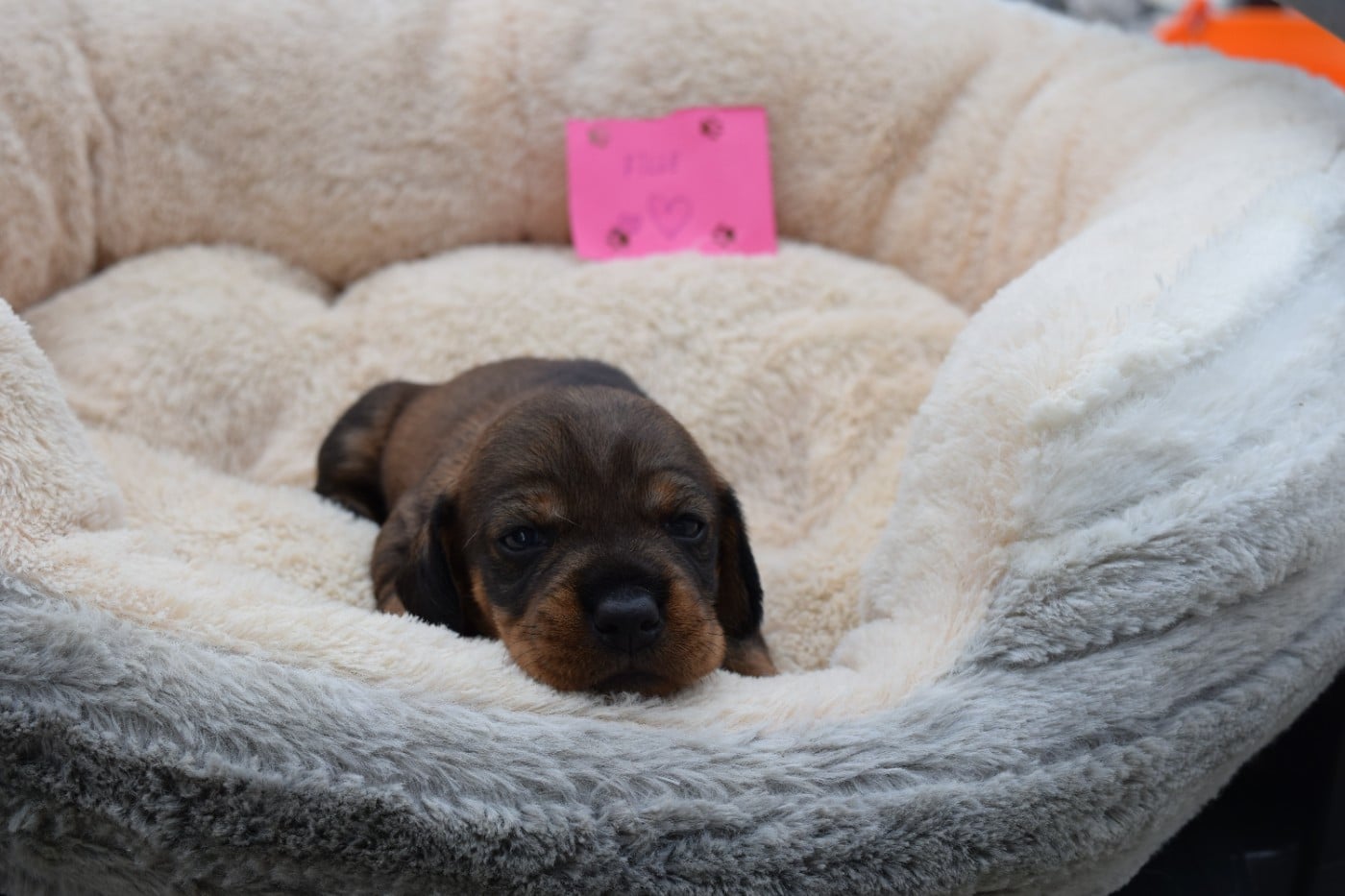 Chiot N°7