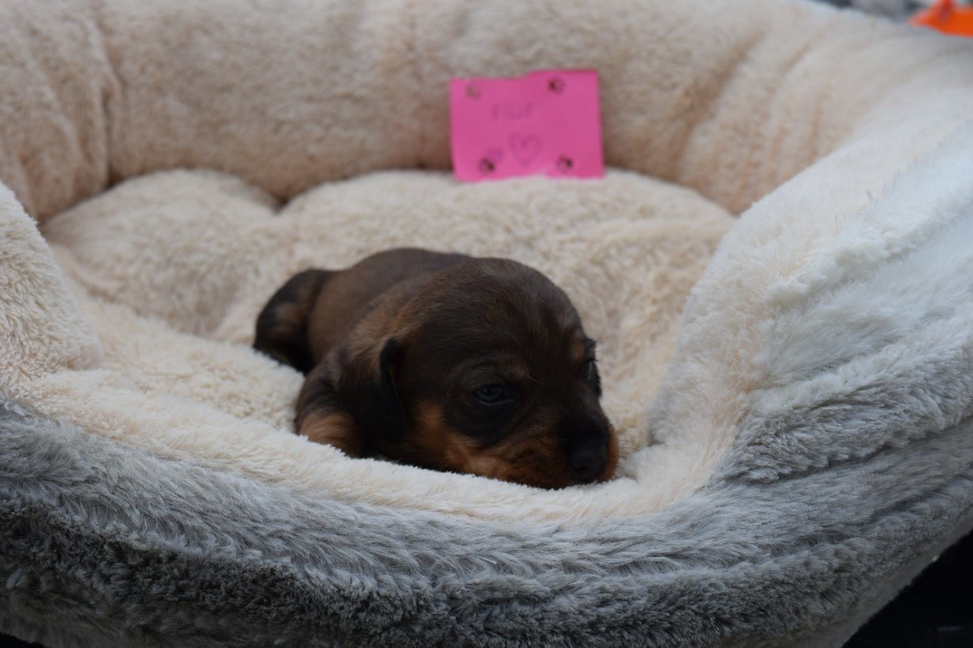 Chiot N°7