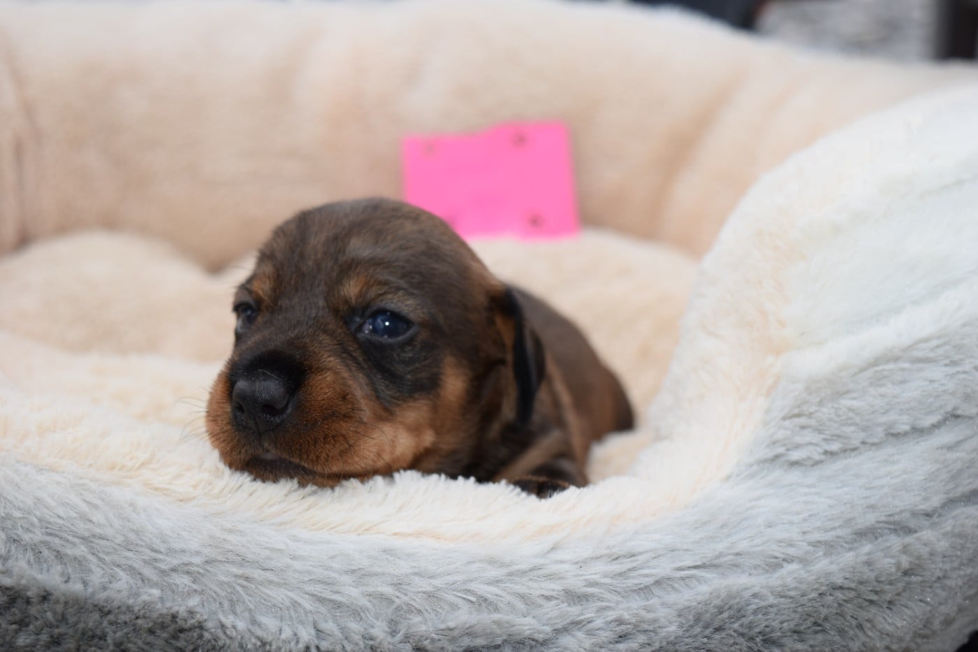 Chiot N°7