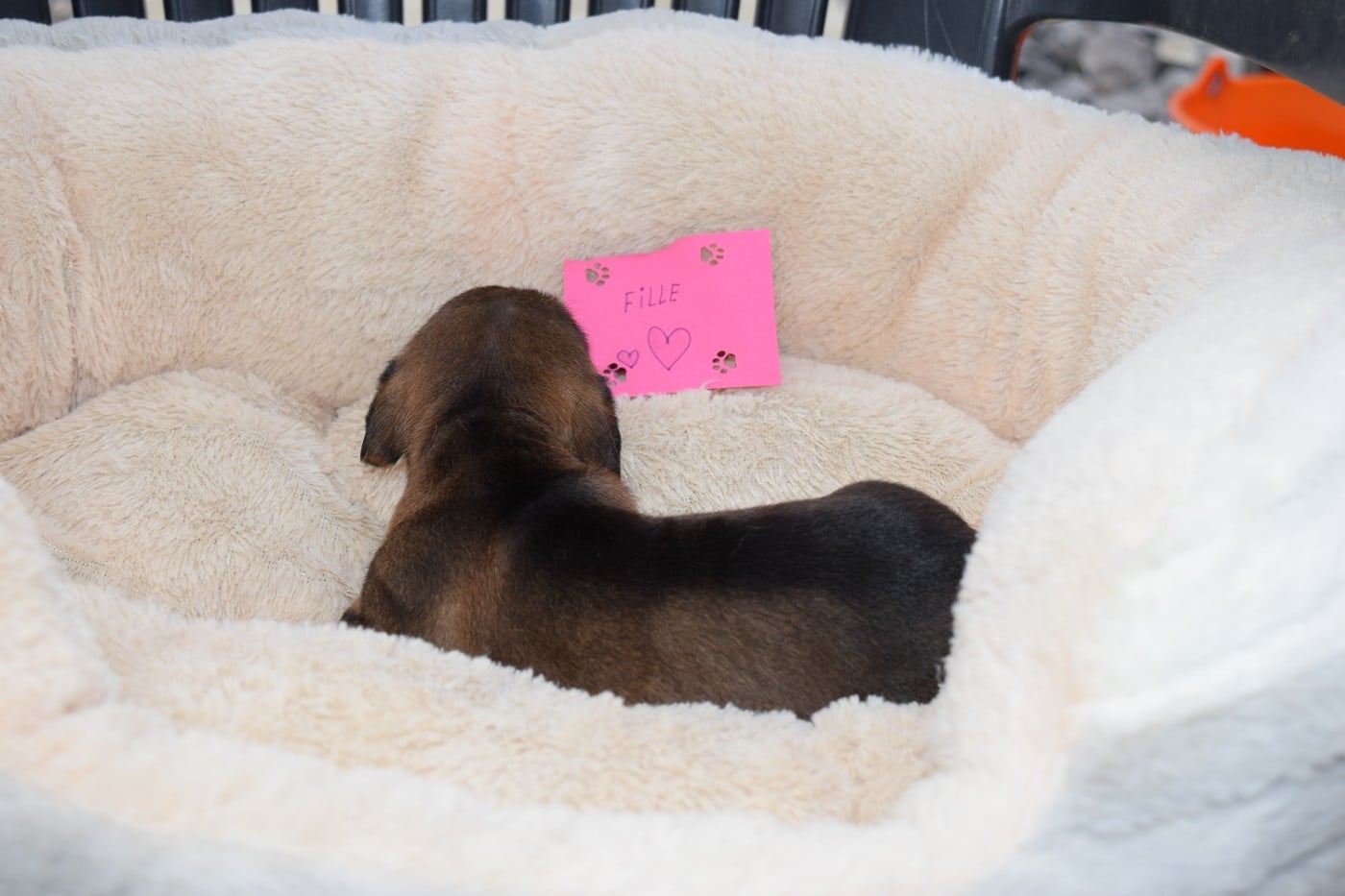 Chiot N°7
