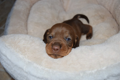 Les chiots de Teckel poil dur