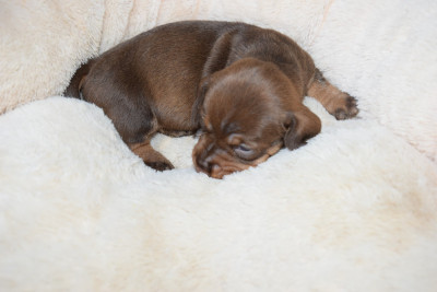 Les chiots de Teckel poil dur