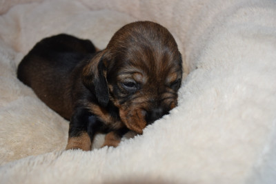 Les chiots de Teckel poil dur