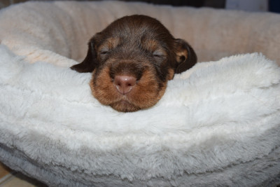 Les chiots de Teckel poil dur