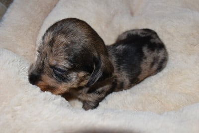 Les chiots de Teckel poil dur