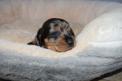 Les chiots de Teckel poil dur