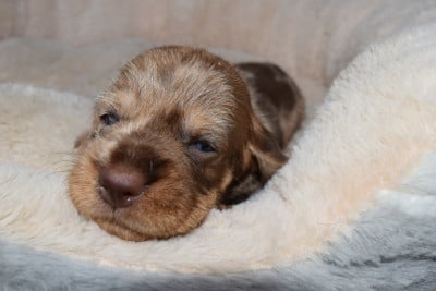 Les chiots de Teckel poil dur