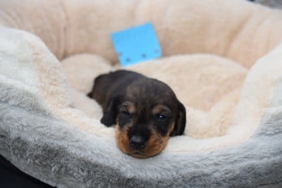Les chiots de Teckel poil dur
