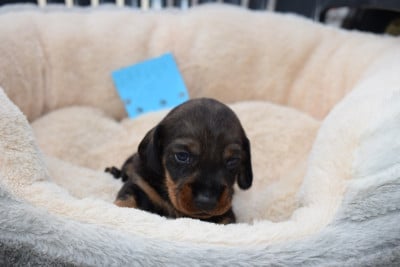 Les chiots de Teckel poil dur