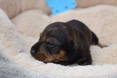 Les chiots de Teckel poil dur