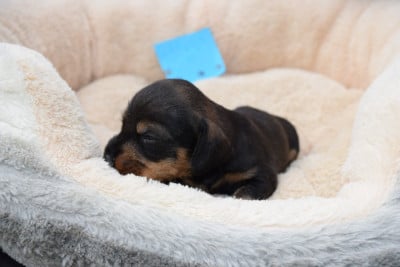 Les chiots de Teckel poil dur