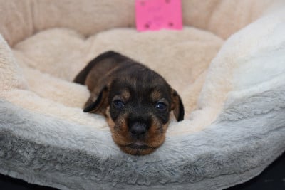 Les chiots de Teckel poil dur