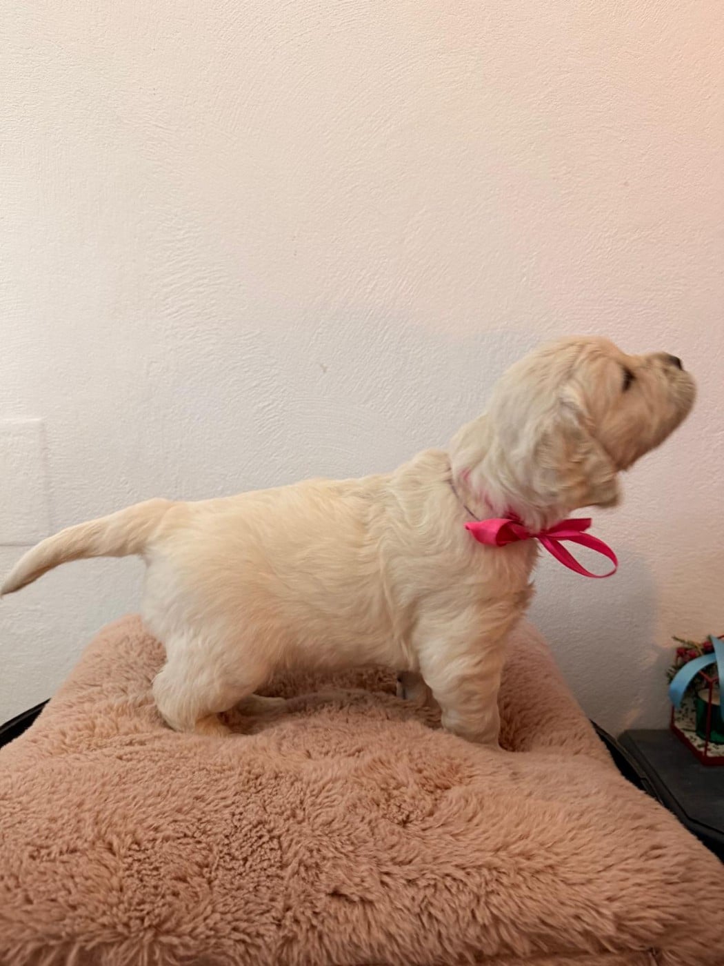 CHIOT 2 - Golden Retriever