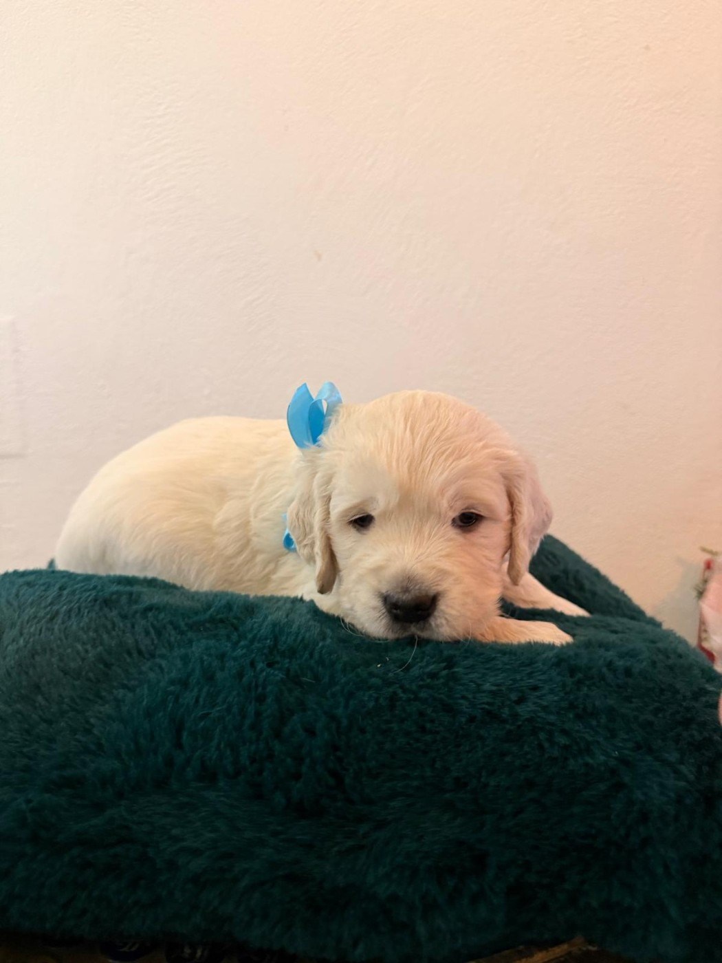 CHIOT 3 - Golden Retriever